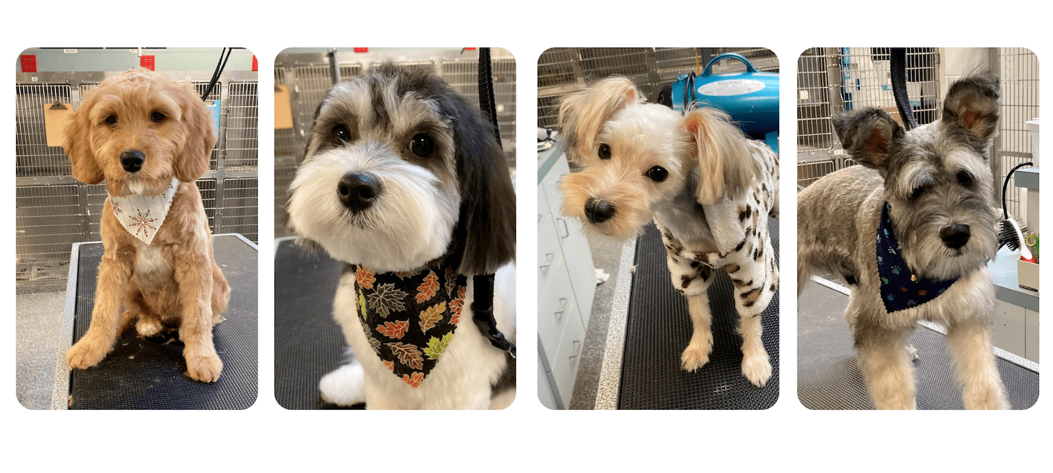 Dog Grooming Dakin Humane Society